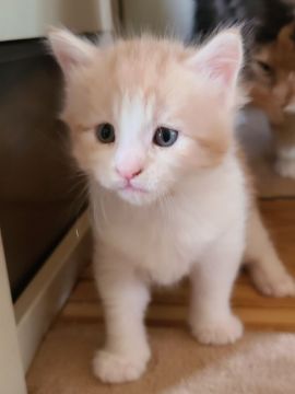 メインクーン【岡山県・男の子・2021年4月26日・カメオタビー&ホワイト】の写真「ビッグサイズな男の子😸」
