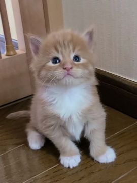メインクーン【岡山県・男の子・2022年1月15日・レッドマッカレルタビー&ホワイト】の写真「顔立ちくっきり君😸」
