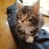 メインクーン【岡山県・女の子・2019年11月11日・シルバータビー&ホワイト】の写真1「1月2日撮影」