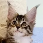 メインクーン【岡山県・女の子・2024年2月22日・ブラウンパッチドタビー&ホワイト】の写真1「リンクス長い可愛い子」