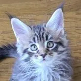 メインクーン【岡山県・男の子・2022年8月1日・ブラウンマッカレルタビー】の写真1「9月25日」