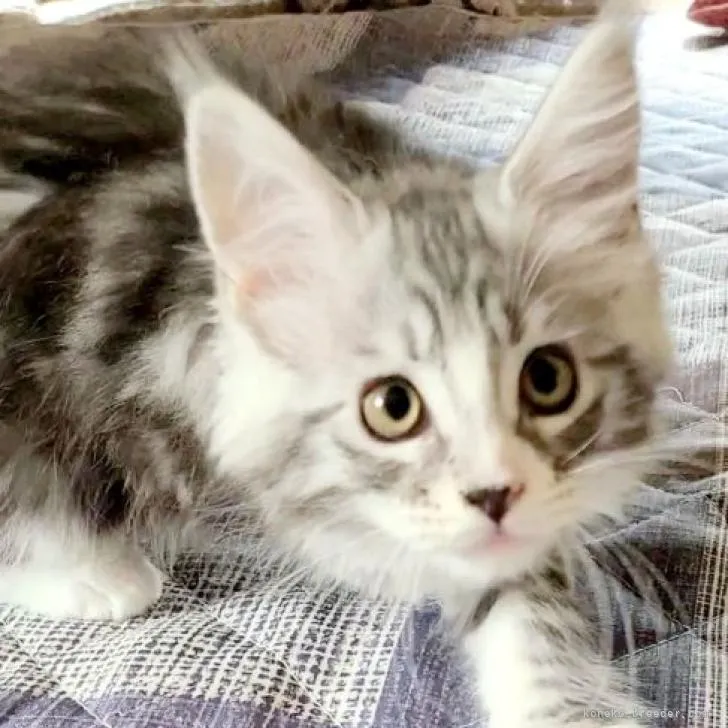 S.Y 様のお迎えした子猫