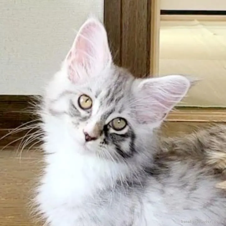 ID：2205-02267の子猫