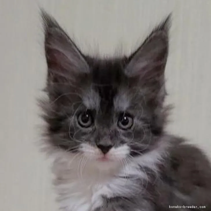 ID：2210-01751の子猫