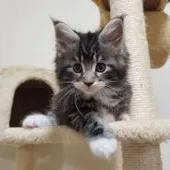 メインクーン【岡山県・女の子・2019年11月11日・シルバータビー&ホワイト】の写真2「可愛い(*^^*)」