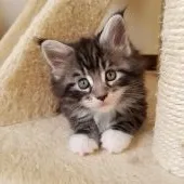 メインクーン【岡山県・女の子・2019年11月11日・シルバータビー&ホワイト】の写真3「12月21日撮影」