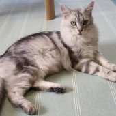 メインクーン【・女の子・2023年2月14日・シルバークラシックタビー】