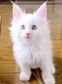 メインクーン【岡山県・男の子・2022年8月1日・カメオタビー&ホワイト】の写真4