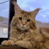 メインクーン【岡山県・男の子・2023年5月1日・ブラウンタビー】の写真5「パパ非売品😸」