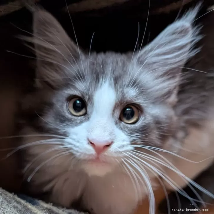 メインクーン【岡山県・女の子・2025年9月3日・ブラックスモーク&amp;ホワイト】の写真1