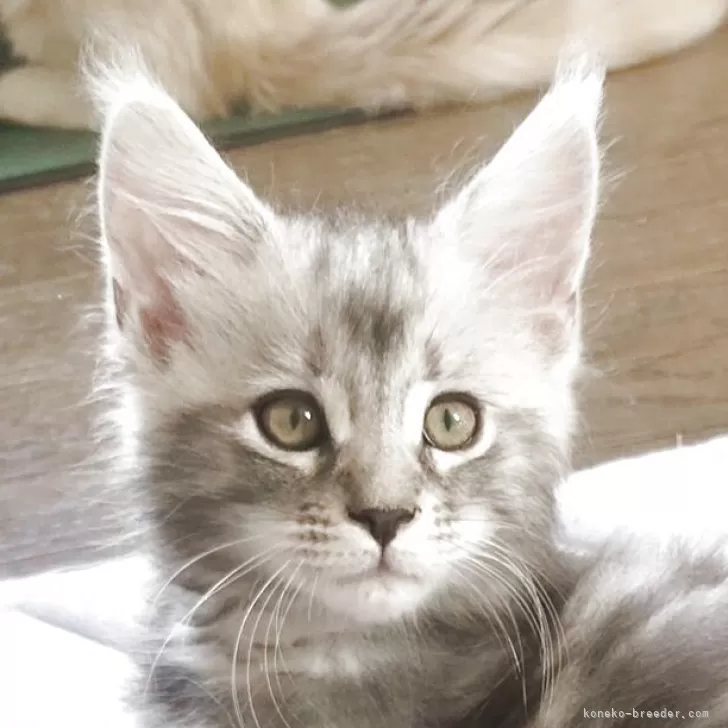 ID：2509-00615の子猫