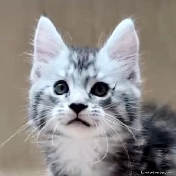 ID:2506-02677の子猫
