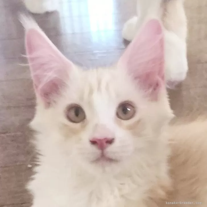 ID:2503-01687の子猫