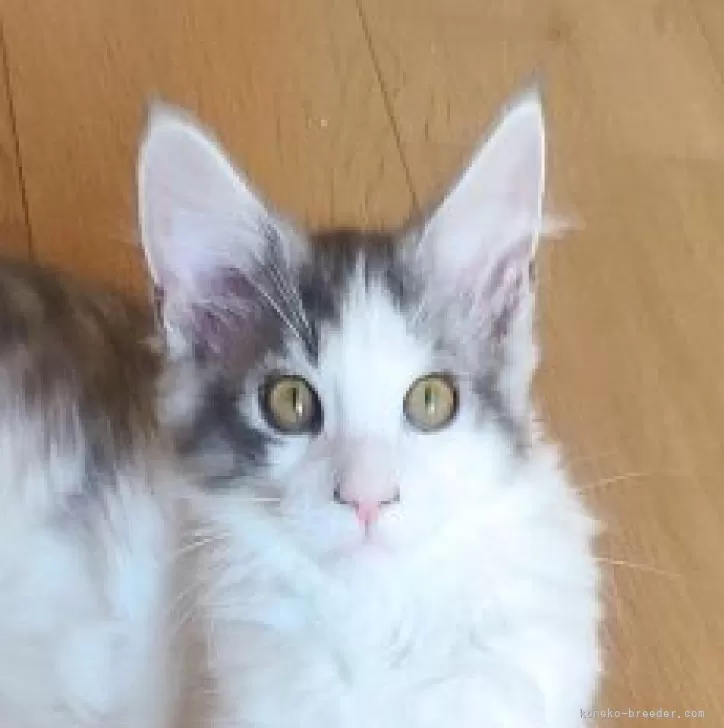 K.H 様のお迎えした子猫