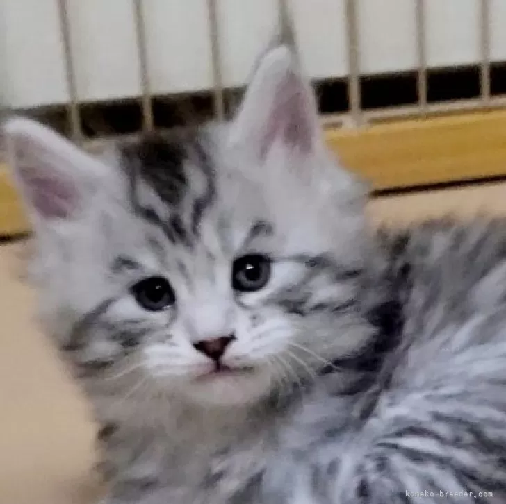 ID:2501-02650の子猫