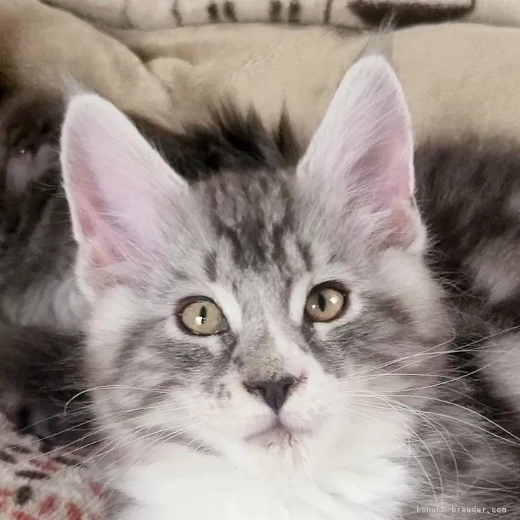 ID:2501-01744の子猫