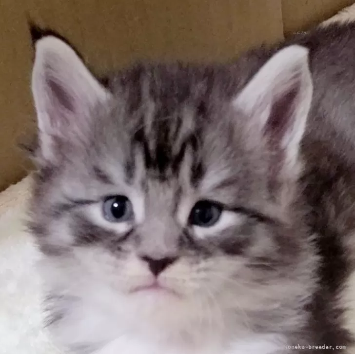 ID：2502-00181の子猫