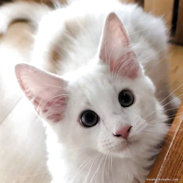 ブリーダー画像