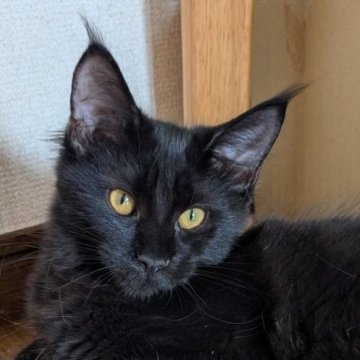 メインクーン【岡山県・女の子・2025年5月21日・ブラック】の写真「可愛いクロちゃん」