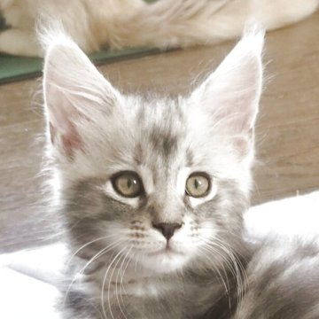 メインクーン【岡山県・男の子・2025年7月4日・シルバークラシックタビー】の写真「イケメンシルバーくん」