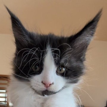 メインクーン【岡山県・男の子・2025年10月17日・シルバータビー&ホワイト】の写真「顔デカの甘えん坊」