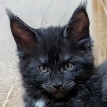 メインクーン【岡山県・男の子・2025年10月17日・ブラックスモーク】の写真「ワイルドボーイくん」