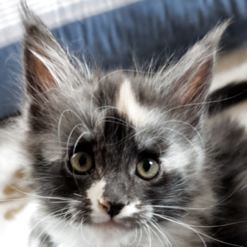 メインクーン【岡山県・女の子・2025年10月17日・ブラックスモークトーティー&ホワイト】の写真「気品溢れるお姫様」