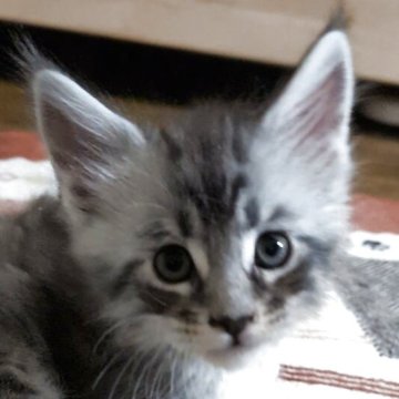 メインクーン【岡山県・男の子・2025年11月18日・シルバーマッカレルタビー&ホワイト】の写真「末っ子のイケメンくん」