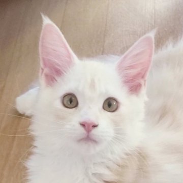メインクーン【岡山県・男の子・2025年6月6日・カメオタビー&ホワイト】の写真「イケメンくん」