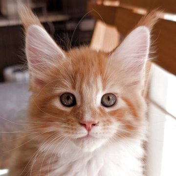 メインクーン【岡山県・男の子・2025年9月3日・レッドマッカレルタビー&ホワイト】の写真「レッド隊長」