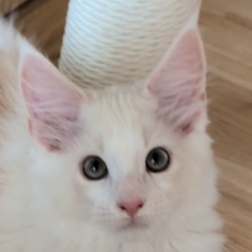 メインクーン【岡山県・男の子・2025年9月3日・カメオホワイト】の写真「美白のイケメンくん」