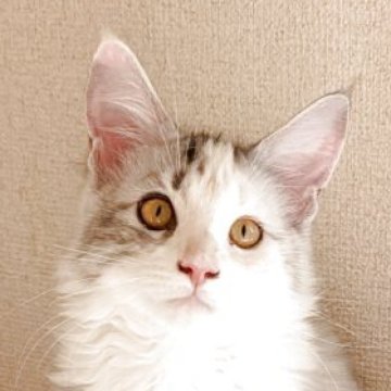 メインクーン【岡山県・女の子・2025年6月6日・シルバーパッチドタビー&ホワイト】の写真「愛嬌たっぷりの女の子」