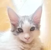 メインクーン