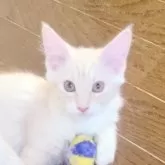 メインクーン