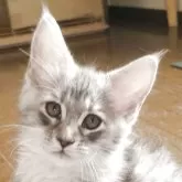 メインクーン