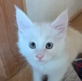 メインクーン