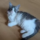 メインクーン【岡山県・女の子・2025年9月3日・ブラックスモーク&ホワイト】の写真2