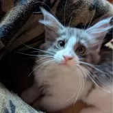 メインクーン【岡山県・女の子・2025年9月3日・ブラックスモーク&ホワイト】の写真3