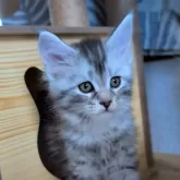 メインクーン【岡山県・女の子・2025年11月18日・シルバーマッカレルタビー】の写真4