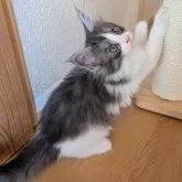 メインクーン【岡山県・女の子・2025年9月3日・ブラックスモーク&ホワイト】の写真5