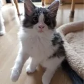 メインクーン【岡山県・女の子・2025年9月3日・ブラックスモーク&ホワイト】の写真5