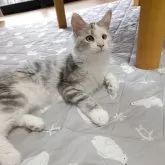 メインクーン【岡山県・女の子・2025年6月6日・シルバーパッチドタビー&ホワイト】の写真6