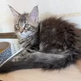 メインクーン【岡山県・男の子・2025年7月4日・ブラウンクラシックタビー】の写真6