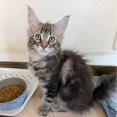 メインクーン【岡山県・男の子・2025年7月4日・ブラウンクラシックタビー】の写真7