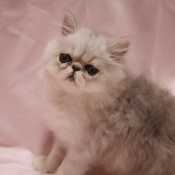 ペルシャ(チンチラ)【千葉県・男の子・2025年6月22日・チンチラシルバー】の写真「元気で遊ぶのが大好きです❤️」