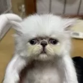 ペルシャ