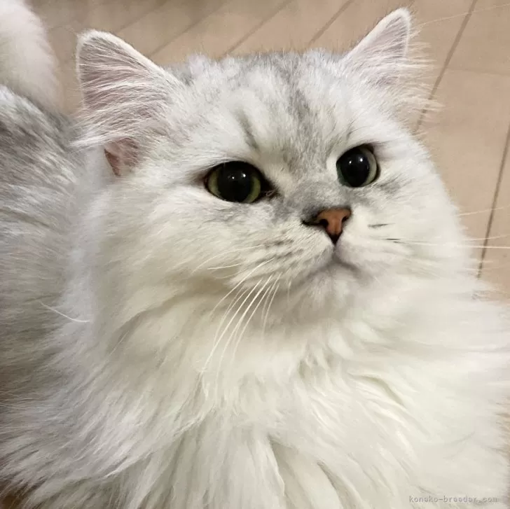 ID:2303-02454の子猫