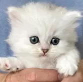 ミヌエット(長足)【東京都・男の子・2024年5月14日・チンチラシルバー】の写真1