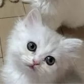 ミヌエット(長足)【東京都・女の子・2024年10月8日・ブルーホワイト】の写真1