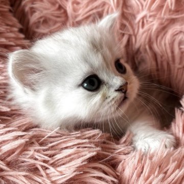 ミヌエット(長足)【東京都・男の子・2025年10月23日・チンチラシルバー（ロング）】の写真「膝に乗ってくる甘えん坊さん」